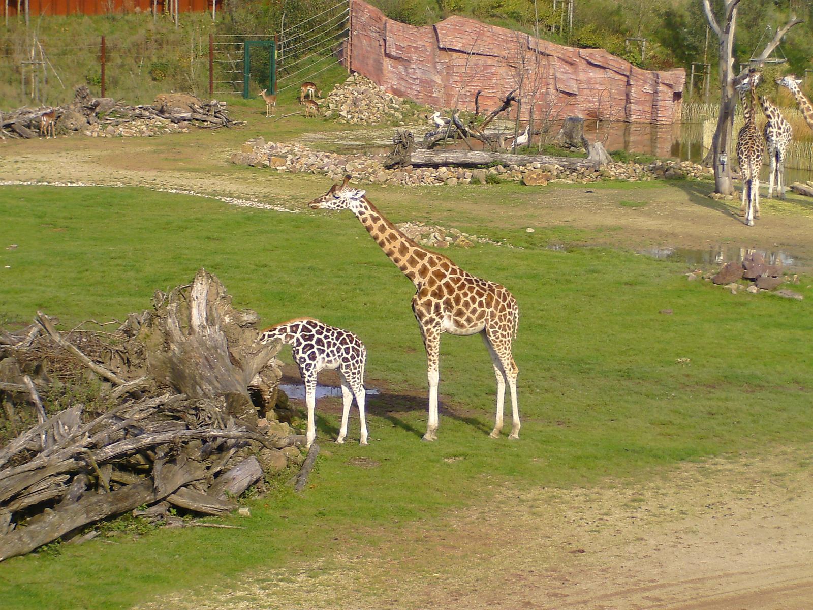 Zoom 18.10.08-111.jpg
